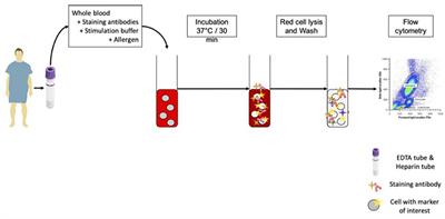 Basophil Activation Test With Aspergillus Molecules: The Case for ABPA